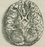 Brain